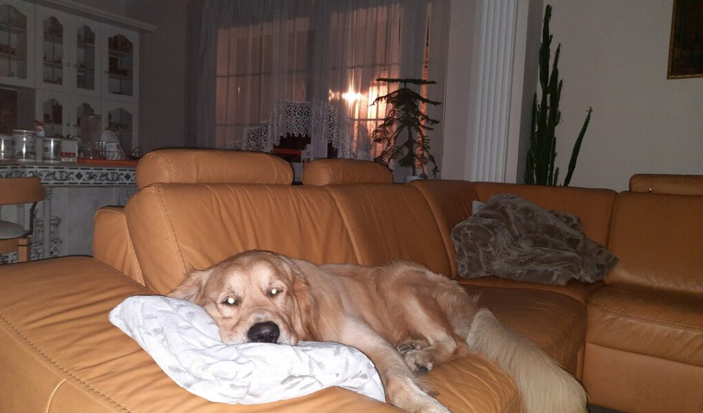 Tofi golden retriever na kanapie