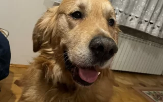 Pies Golden Retriever charakter